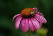 220px-Bee_pollinating_a_flower_at_the_National_Zoo