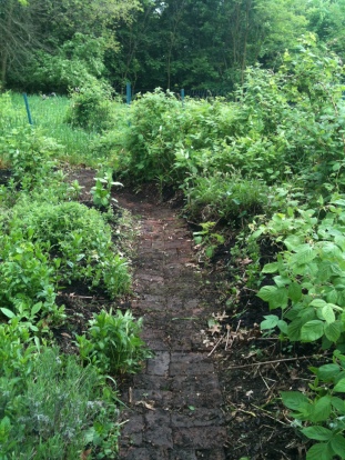 The berry/herb garden...lavender, rasberries, blackberries, sage, Greek oregano...